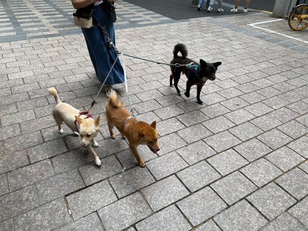 港联配资 参与打造现代都市，狗为何能在城市“找到工作”？
